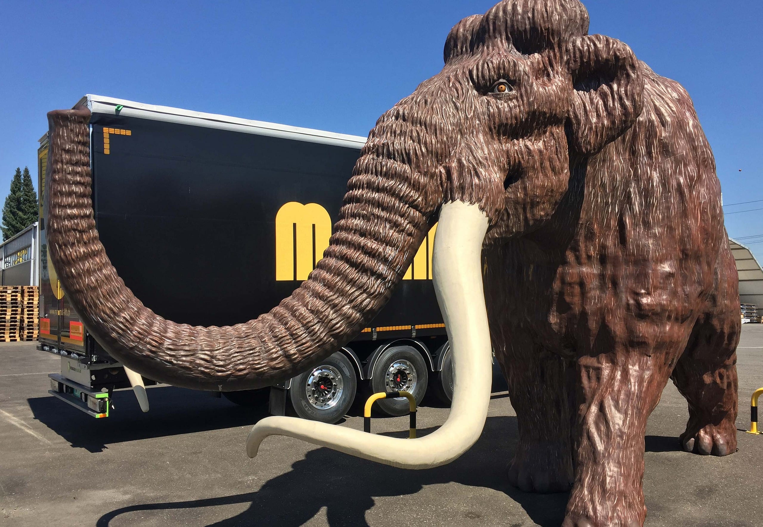 Front-Ansicht unseres Mammuts